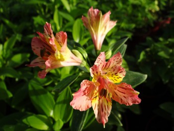 Plante-Vivace-Alstroemeria-'Baugé'