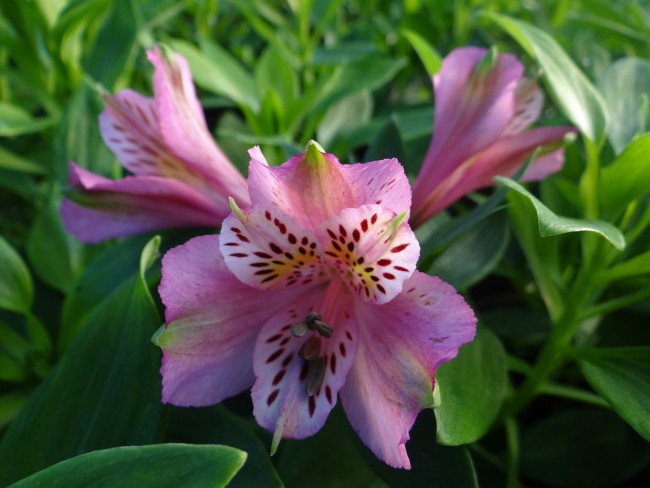 Plante-Vivace-Alstroemeria-Charles