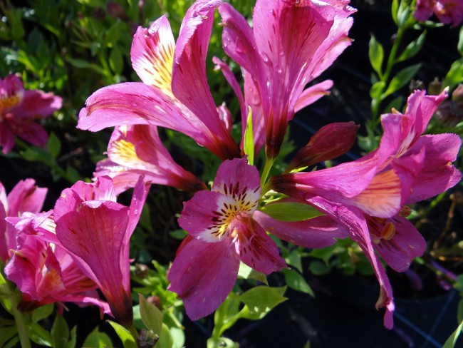 Plante-Vivace-Alstroemeria-'Sebastien'