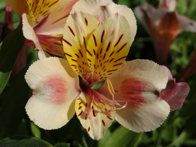 Plante-Vivace-Alstroemeria-'Julie'