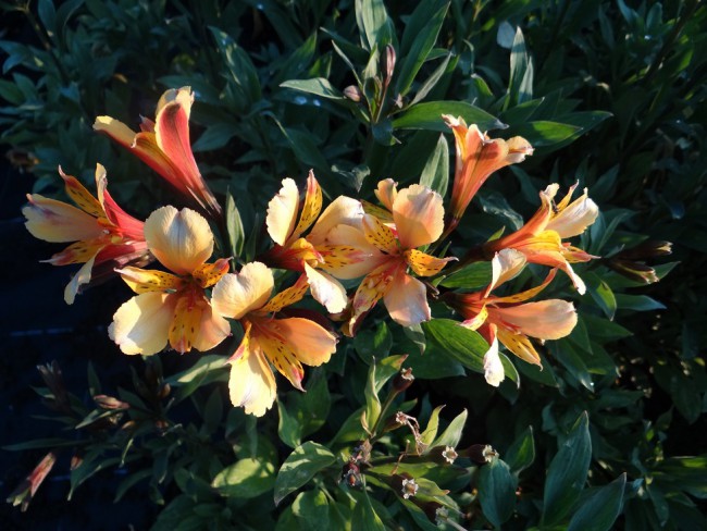 Plante-Vivace-Alstroemeria-Antoine