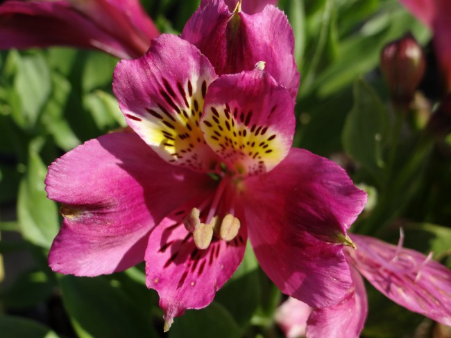 Plante-Vivace-Alstroemeria-'Cécile'