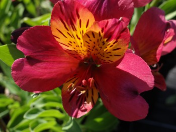 Plante-Vivace-Alstroemeria-'Liré'