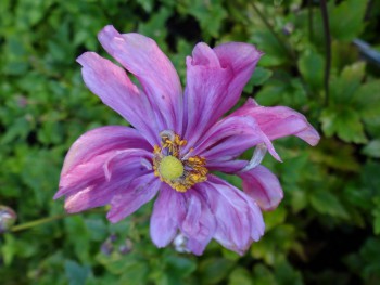 Plante-Vivace-Anemone-prinz-heinrich