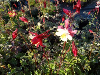 Plante-Vivace-Aquilegia-'Crimon-Star'