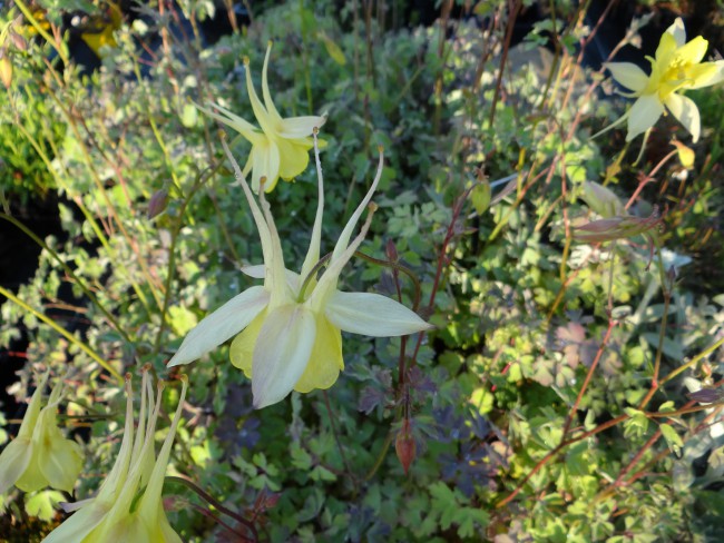 Plante-Vivace-Aquilegia-'Yellow-Queen'