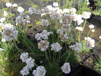 Plante-Vivace-Armeria-maritima-'Alba'