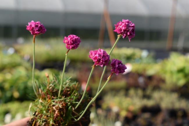 Plante-Vivace_Armeria-maritima-'Dusseldorfer'