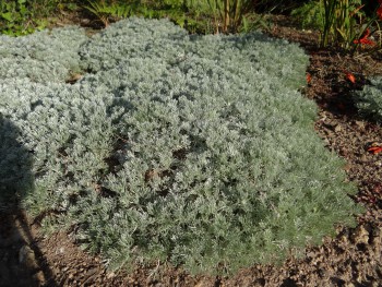 Plante-Vivace-Artemisia-schmidtiana-'Nana'