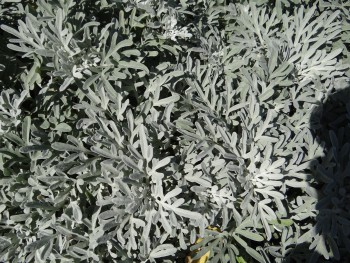 Plante-Vivace-Artemisia-stellariana-'Boughton-Silver'