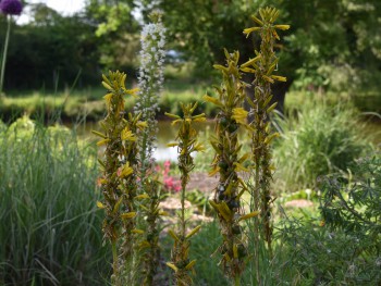 Plante-Vivace-Asphlodeline-lutea