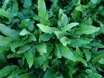 Fougère-Asplenium-scolopendrium