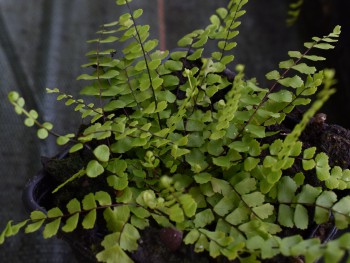 Fougère-Asplenium-trichomanes