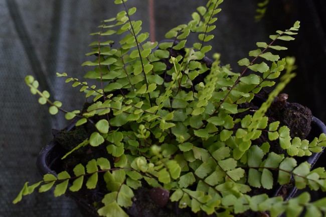 Fougère-Asplenium-trichomanes