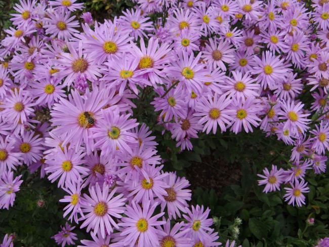 Plante-Vivace-Aster-amellus-'Pink-Zenith'