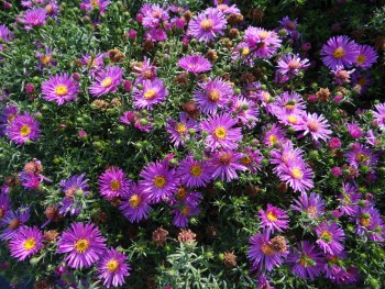 Plante-Vivace-Aster-dumosus-'Alice-Haslam'