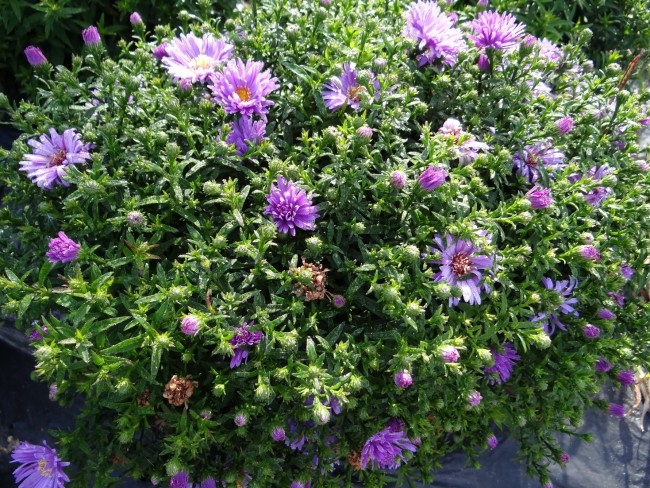 Plante-Vivace-Aster-dumosus-'Lady-In-Blue'