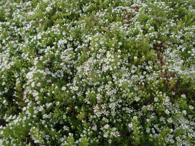 Plante-Vivace-Aster-ericoides-prostatus