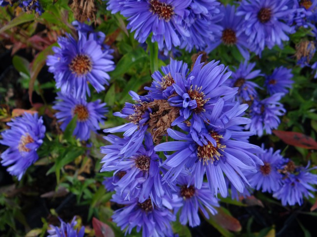 Plante-Vivace-Aster-novi-belgii-'Eventide'