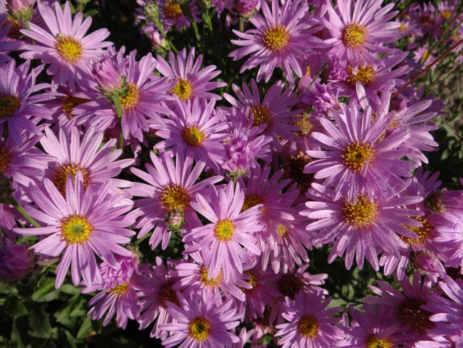 Plante-Vivace-Aster-dumosus-'Peter-Harrison'