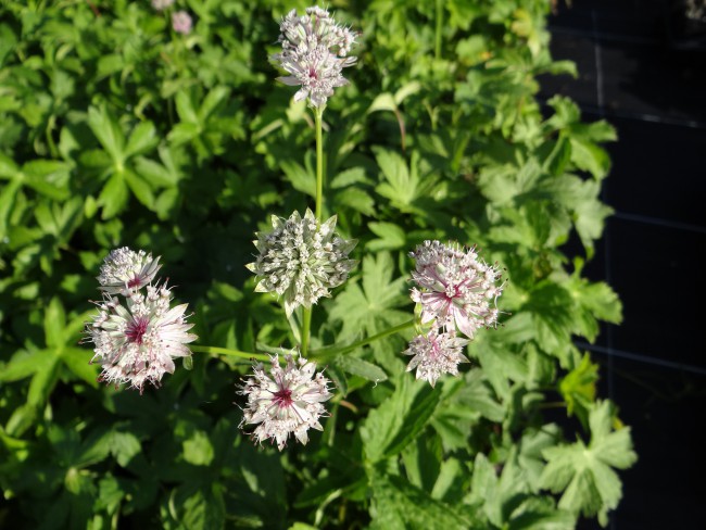 Plante-Vivace-Astrantia-major