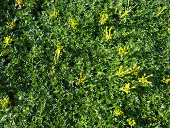 Plante-Vivace-Azorella-trifurcata