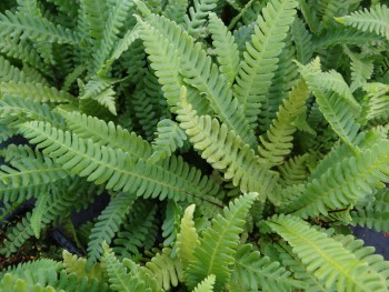 Fougère-Blechnum-spicant