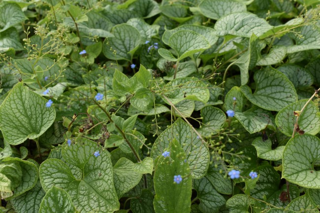 Plante-Vivace-Brunnera-macrophylla-'Jack-Frost'