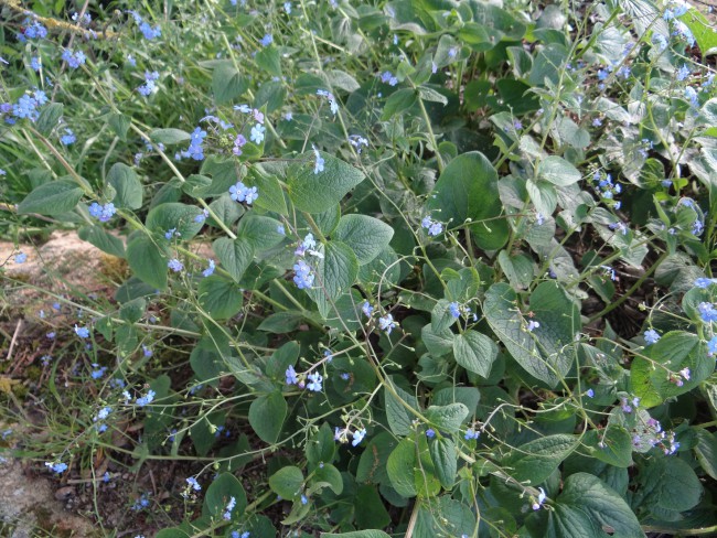 Plantes-Vivace-Brunnera-macrophylla