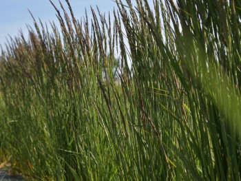 Graminée-Calamagrostis-'Karl-Forester'