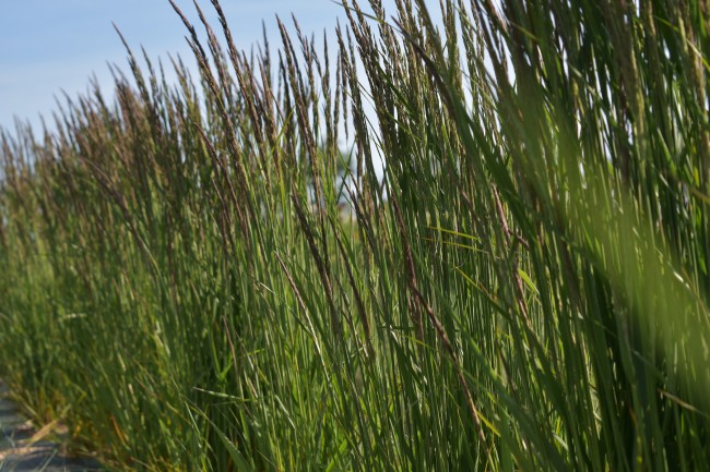 Graminée-Calamagrostis-'Karl-Forester'