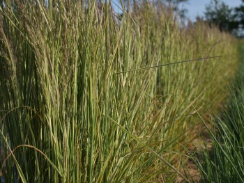 Graminée-Calamagrostis-Overdam