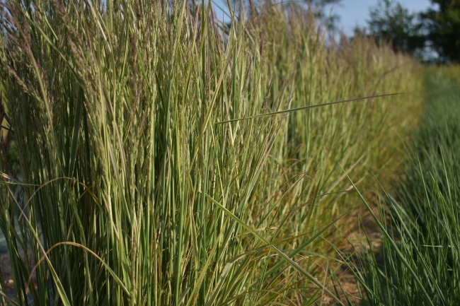 Graminée-Calamagrostis-Overdam