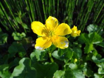 Plante-Aquatique-Caltha-palustris