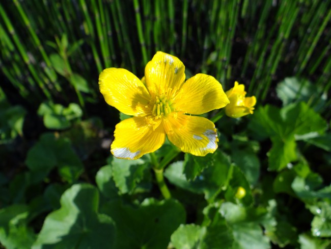 Plante-Aquatique-Caltha-palustris