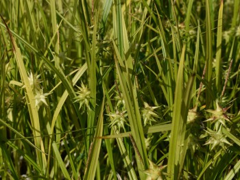Graminée-Carex-grayi