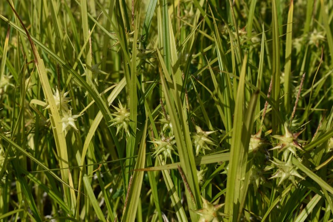 Graminée-Carex-grayi