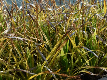 Graminée-Carex-morrowii-'Variegata'