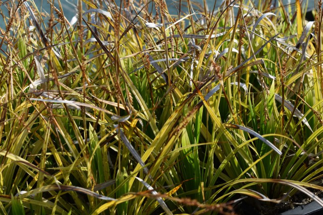 Graminée-Carex-morrowii-'Variegata'