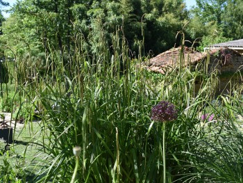 Graminée-Carex-pendula