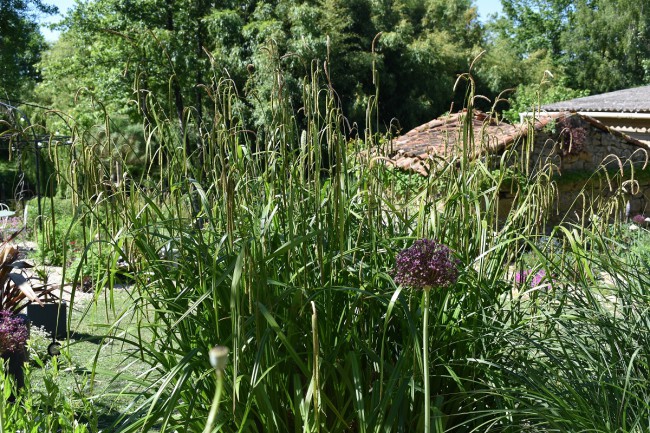 Graminée-Carex-pendula