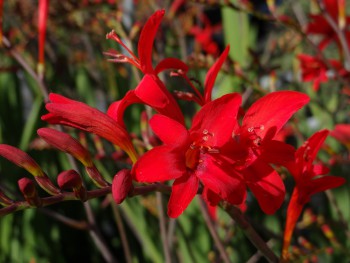 Plante-Vivace-Crocosmia-lucifer