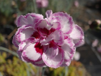 Plante-Vivace-Dianthus-plumarius-'Grans-Favorite'