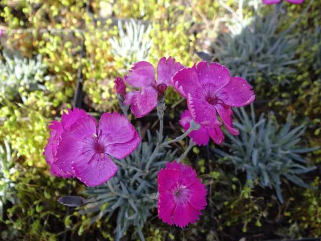 Plante-Vivace-Dianthus-gratiapolitamus-'Feuerhexe'