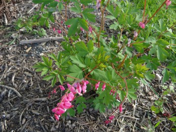 Plante-Vivace-Dicentra-Spectabilis