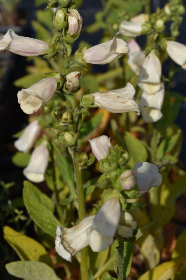 Plante-Vivace-Digitale-purpurea-Apricot