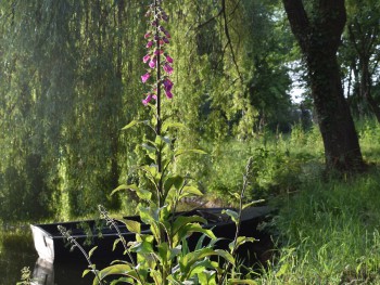 Plante-Vivace-Digitalis-purpurea