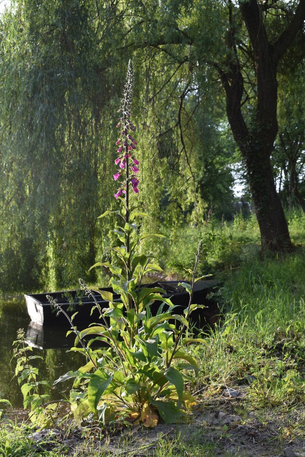 Plante-Vivace-Digitalis-purpurea