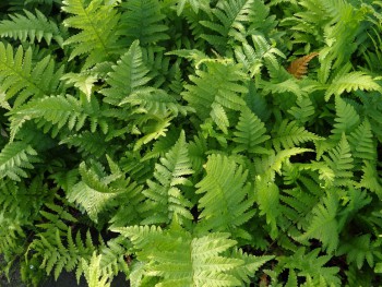 Fougère-Dryopteris-erythrosa