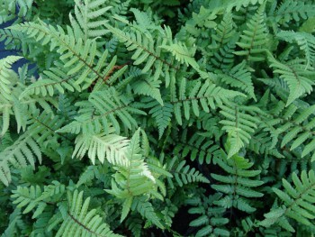 Fougère-Dryopteris-wallichiana